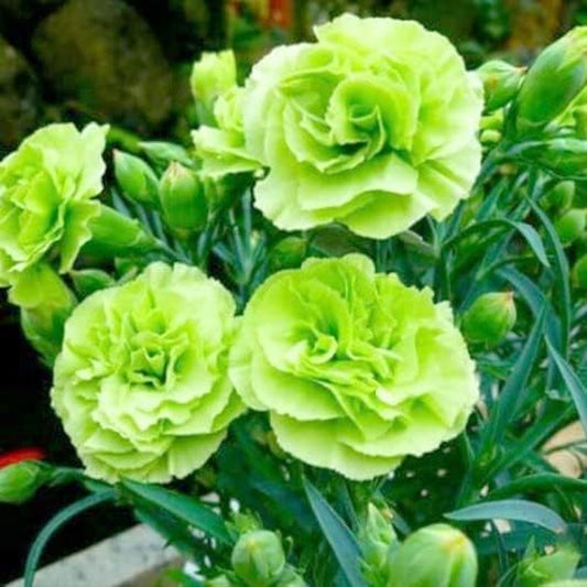 Seeds of 100 Carnation - 100 Bright Green Carnation Seeds Dianthus Flowers Seed Flower Perennial for Your Garden