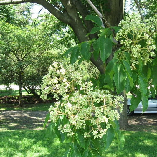 Bee-Bee Tree Seeds - Korea Evodia (Tetradium Daniellii), 50 Seeds - Organic Fresh Tree Seeds for Planting - Bee-Bee Tree Seeds for Home and Garden