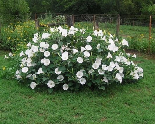 Fragrant Moonflower Bush! 20 Seeds ! This Will Slow down Traffic! Comb.S/H!