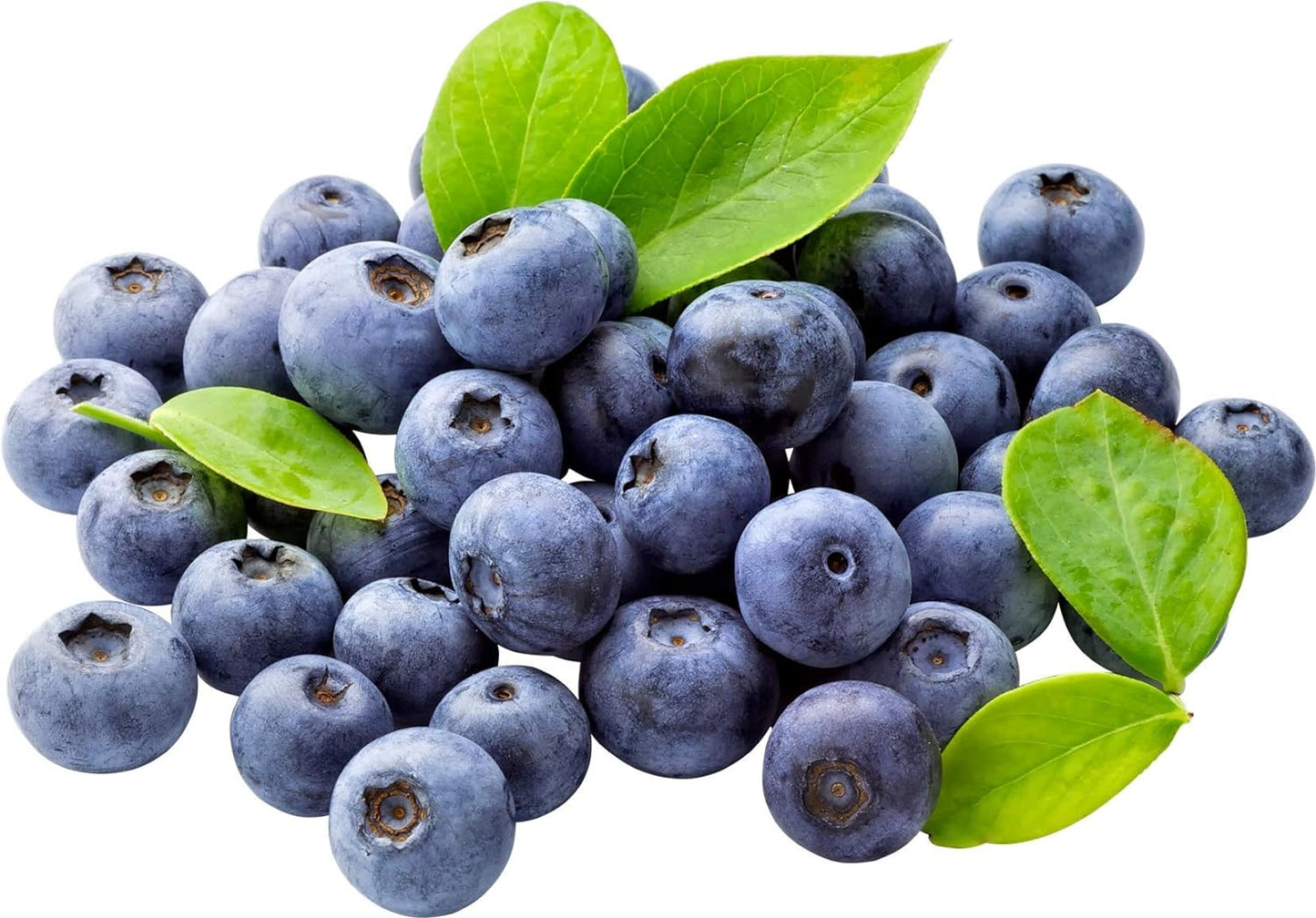Southern Blueberry 50 Seeds - Blueberries Organic Seeds for Planting, Blueberries Fresh Fruit Seeds, Non GMO Berry Seeds, Dwarf Blueberry Bush Seeds for Planting Indoors