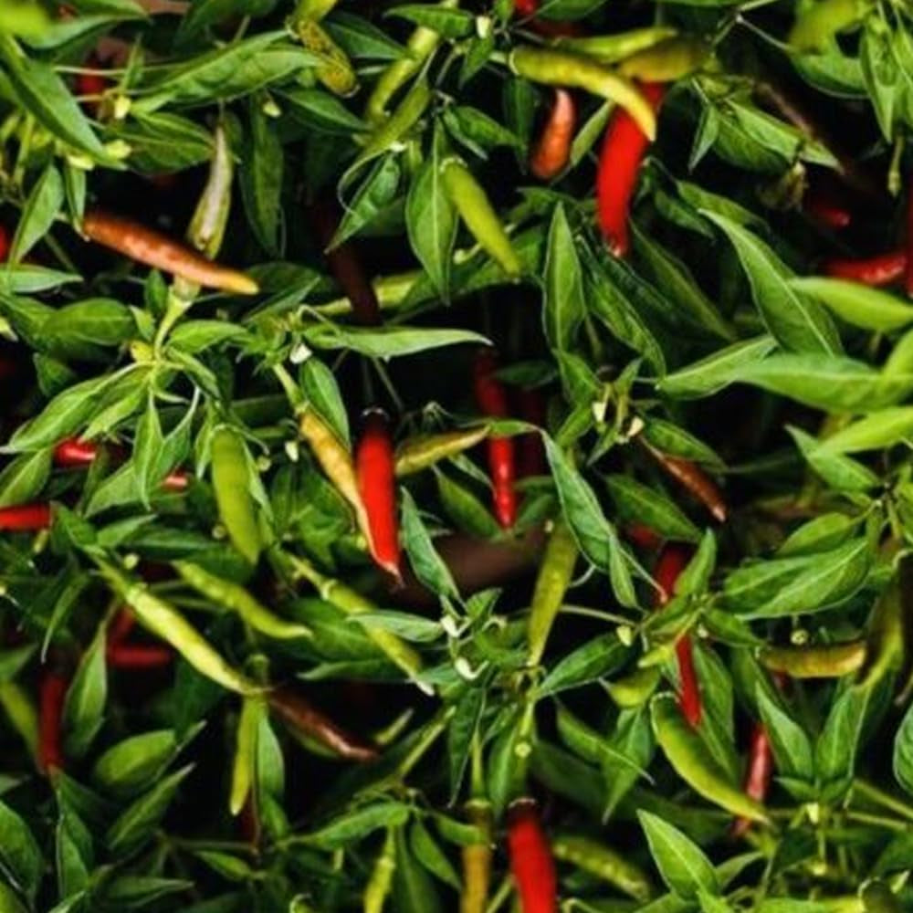 Thai HOT Pepper Seeds Heirloom - Fresh Harvest - Organic Fresh Seeds for Planting - Live Pepper Seeds for Home and Garden