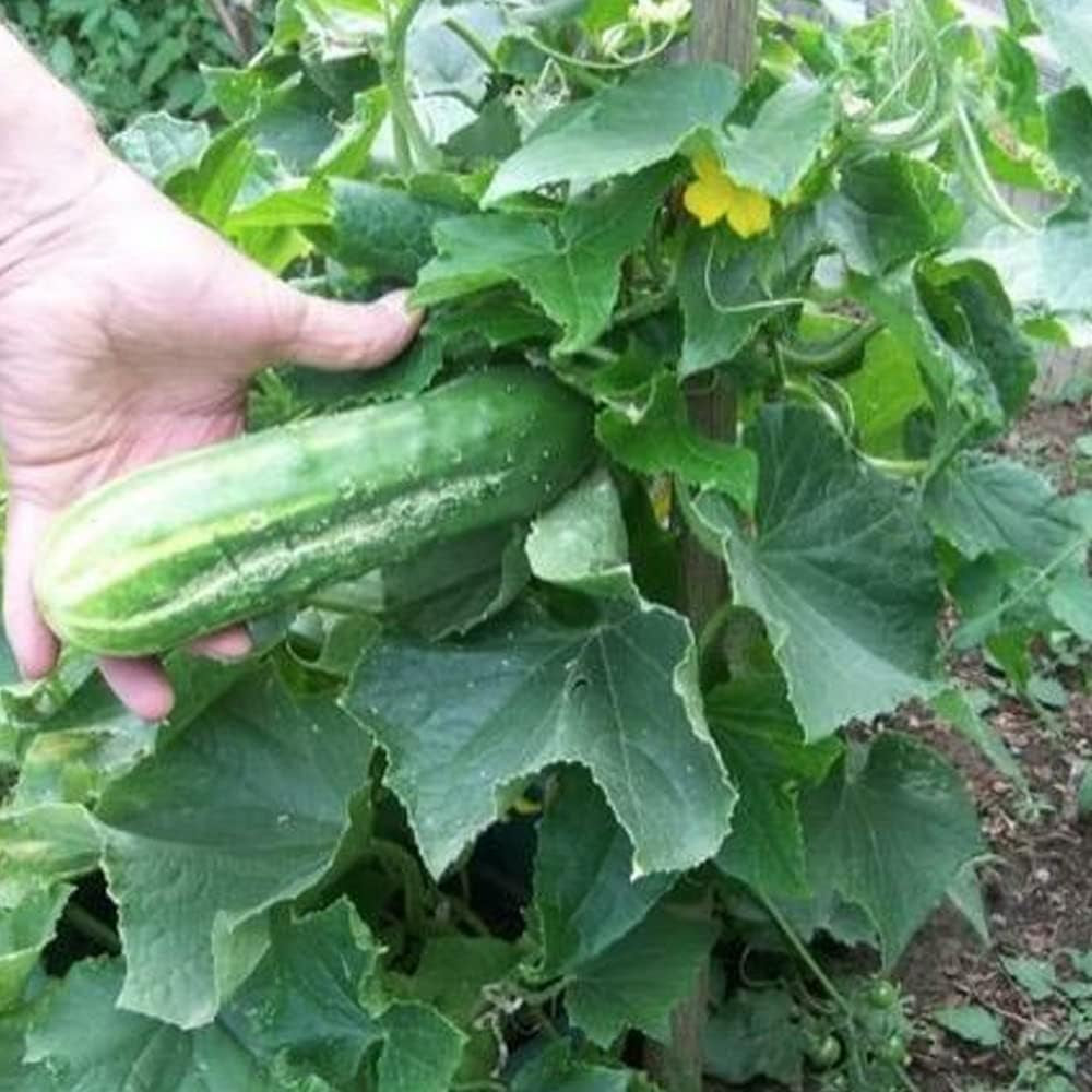 25 Cucumber Bush Seeds - Space Master Fresh Great for Pickling for Your Home and Garden