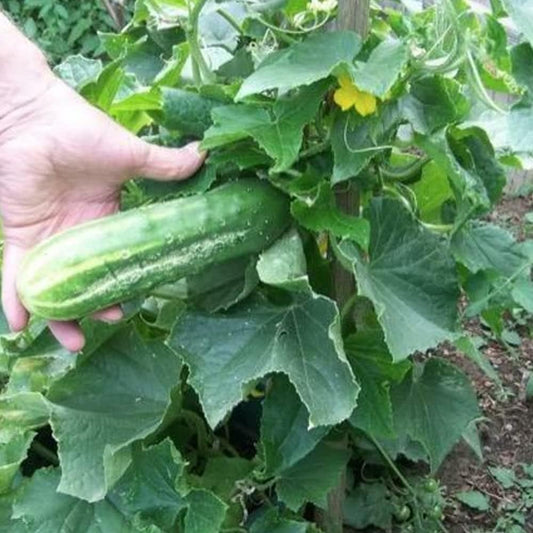 25 Cucumber Bush Seeds - Space Master Fresh Great for Pickling for Your Home and Garden