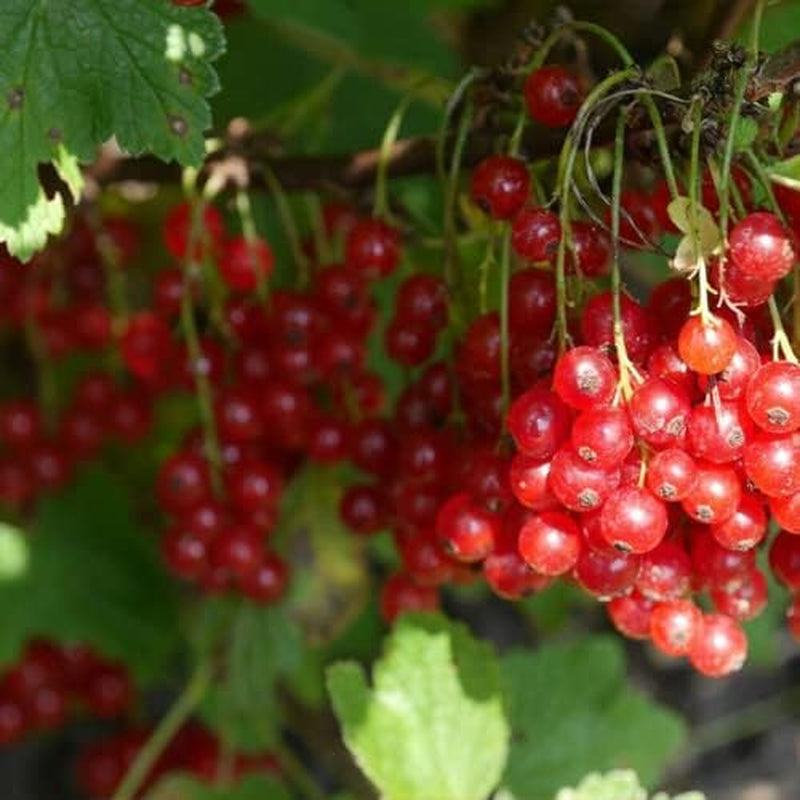 Highbush Cranberry Seeds - Viburnum Trilobum - High Yield 20+ Seeds Plant for Your Garden