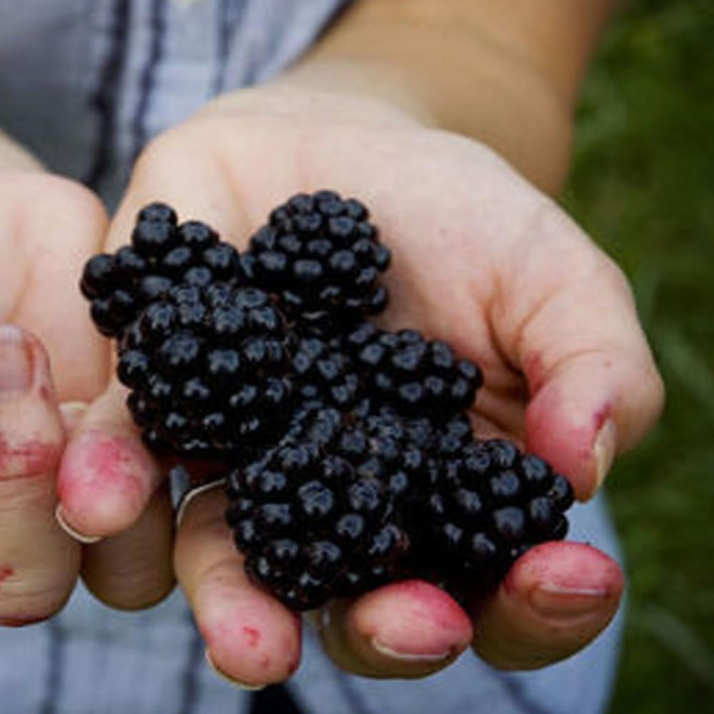 Giant Thornless Blackberry 315 Seeds - Triple Crown Blackberry Fruit Seeds, Blackberry Bush Wild Grow Unique Seeds, Blackberry Seeds for Home and Garden - Plant Seeds