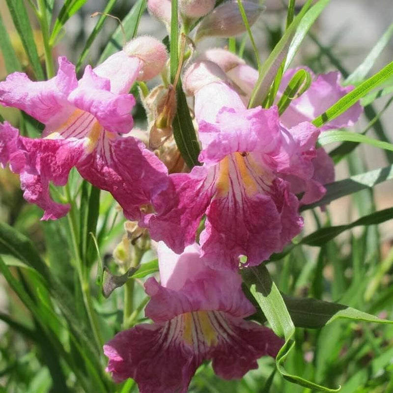50+ Desert Willow Tree Seeds Freshly Harvested, Purple Orchid Flower - Willow Flower Tree Seeds