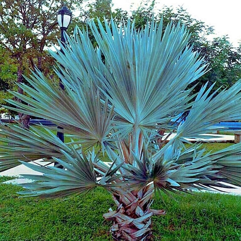5 Seeds Mexican Blue Hesper Fan Palm Tree Seeds Grey Goddess Tropical Cold Hardy - Organic Fresh Seeds for Planting - Live Seeds