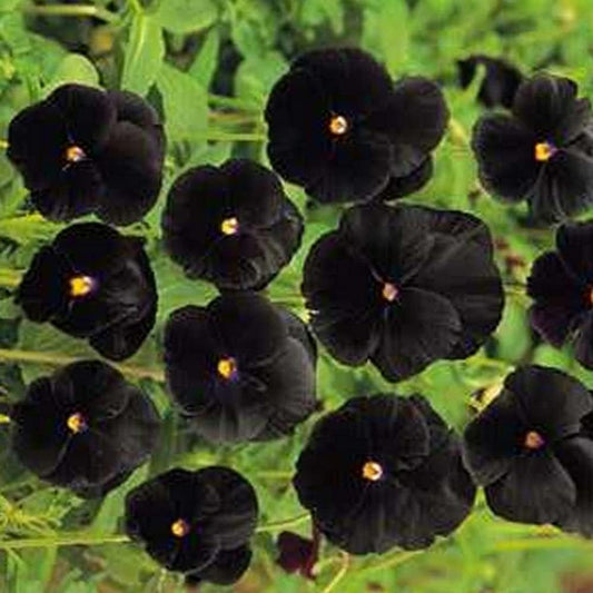 Pansy - Black 50 Seeds - Black Flower Seed for Planting - 50 Pansy Seeds for Home and Garden
