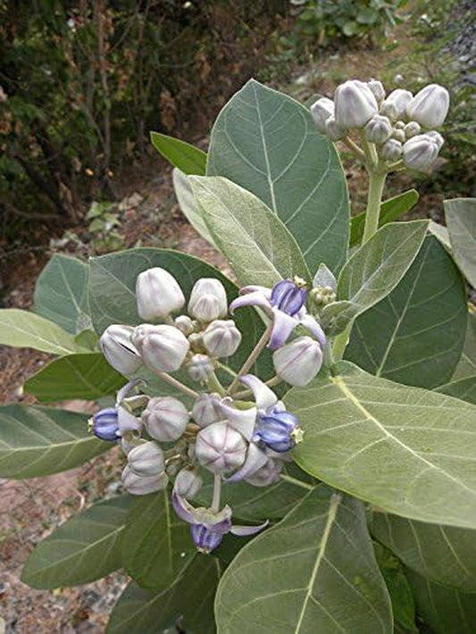 Asclepias Calotropis Gigantea Giant Milkweed 10 Seeds