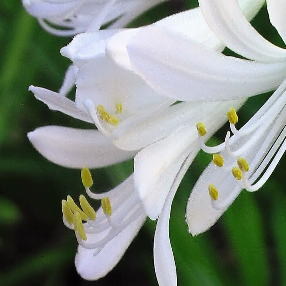25 White Lily of the NILE Agapanthus Orientalis African Lily Flower Seeds - Organic Fresh Seeds for Planting - Live Seeds for Home Landscape