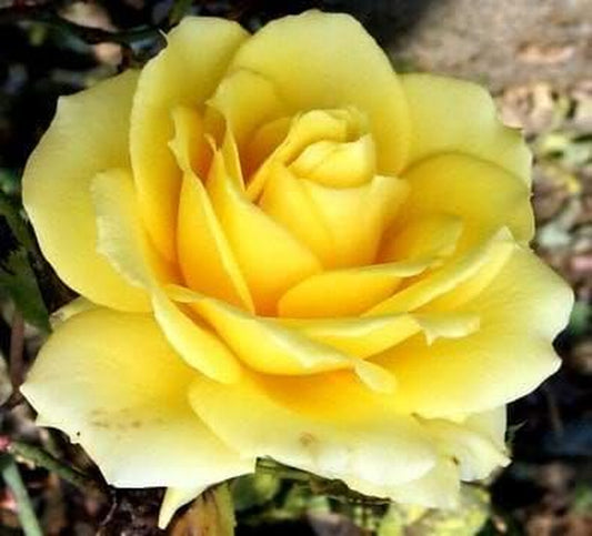 5 YELLOW ROSE Rosa Bush Shrub Perennial Flower Seedscomb S/H