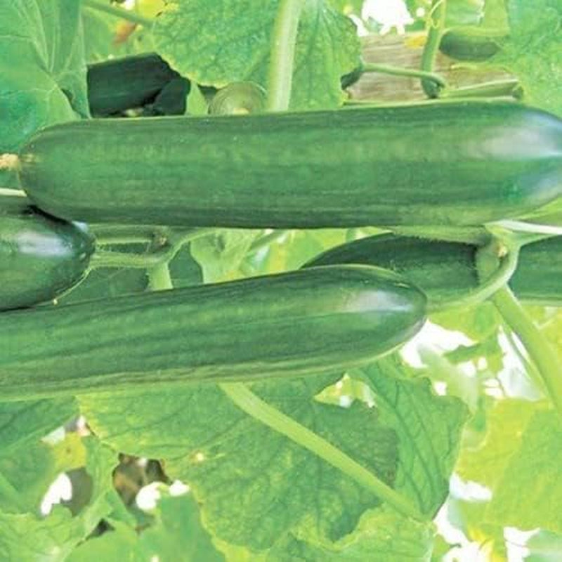 25 Seeds Cucumber 1 Gram - Cucumber Beit Alpha Seeds - Persian Variety - Vegetable for Your Garden