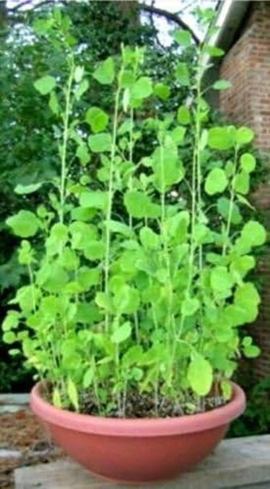 30 Papalo Herb Seeds-Non Gmo-Open Pollinated-Organic.