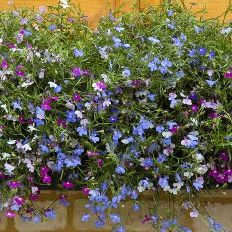 50+ Trailing Mixed Lobelia Regatta Perennial Flower Seeds/Great for Hanging Baskets
