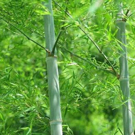 50 Seeds Giant Moso Bamboo - Seeds Perennial Evergreen Grows Edible Bamboo Shoots - Organic Plant Bamboo Seeds for Home and Garden - Seeds for Planting
