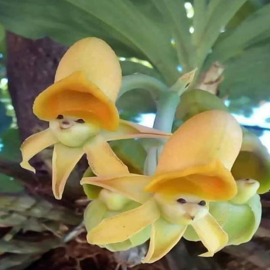 25 Seeds Yellow Face Sun Orchids Flowers Garden Plant - Organic Fresh Seeds for Planting - Seeds for Home and Garden