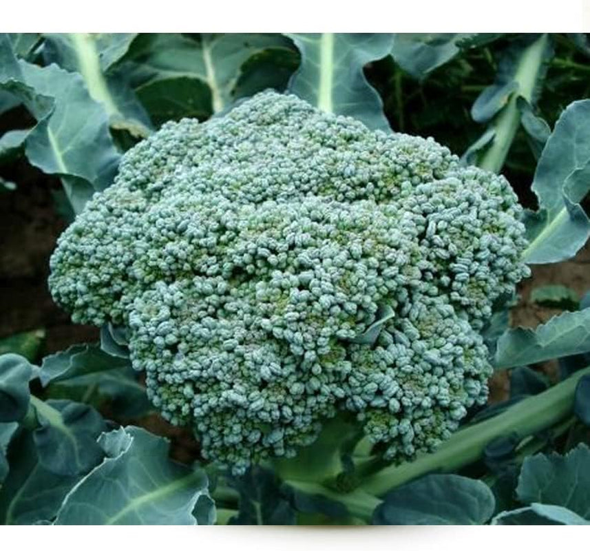 Vegetable Broccoli 500+ Seeds Waltham Heirloom Non-Gmo for Microgreens or Planting in Your Garden