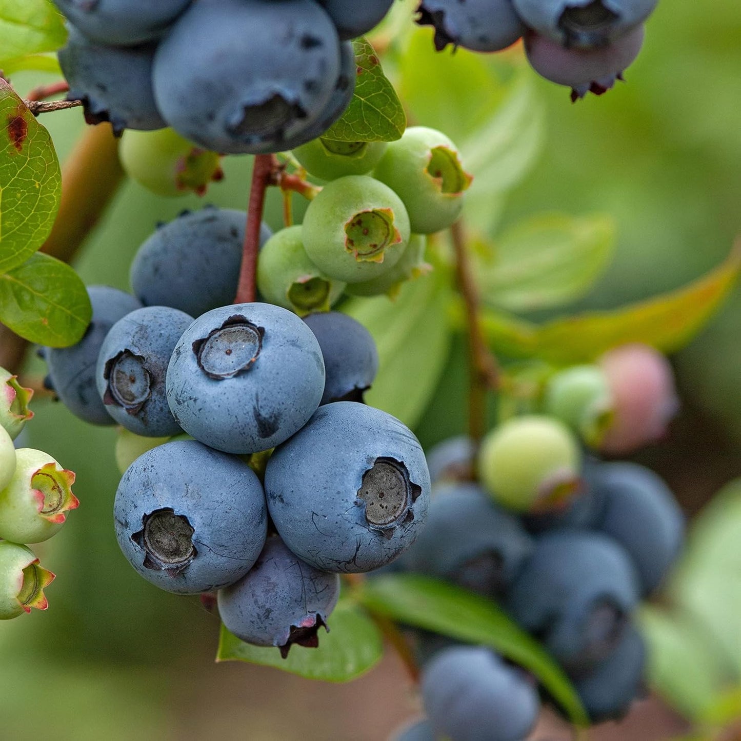 50 BLUEBERRY Northern Highbush Mix (Pre-Stratified) Fruit Bush Vaccinium Corymbosum Seeds