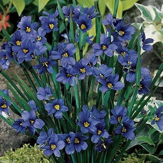 Blue Eyed Grass - 100 Seeds, (Sisyrinchium Bellum)-Perennial ,Ornamental Grass
