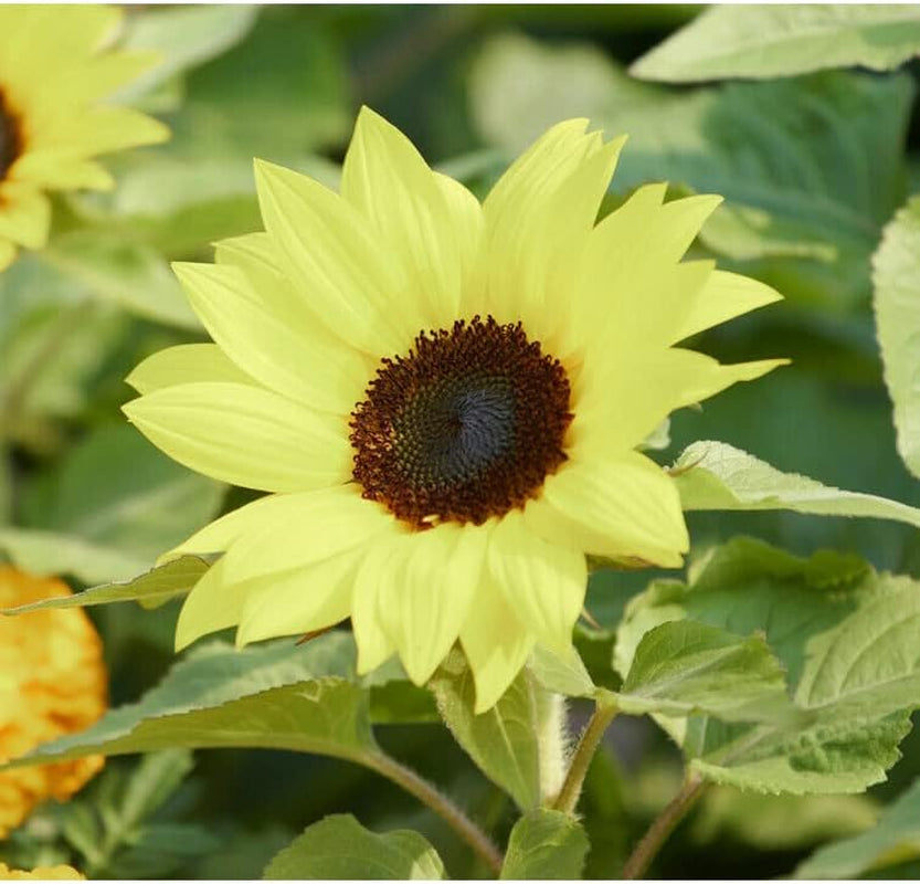 80+ Seeds Sunflower Color Yellow Lemon Queen Tall Non-Gmo Heirloom Flower Plant for Your Garden