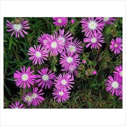 25 Table Mountain ICE Plant Magenta Fuchsia Delosperma Cooperi Flower Seeds