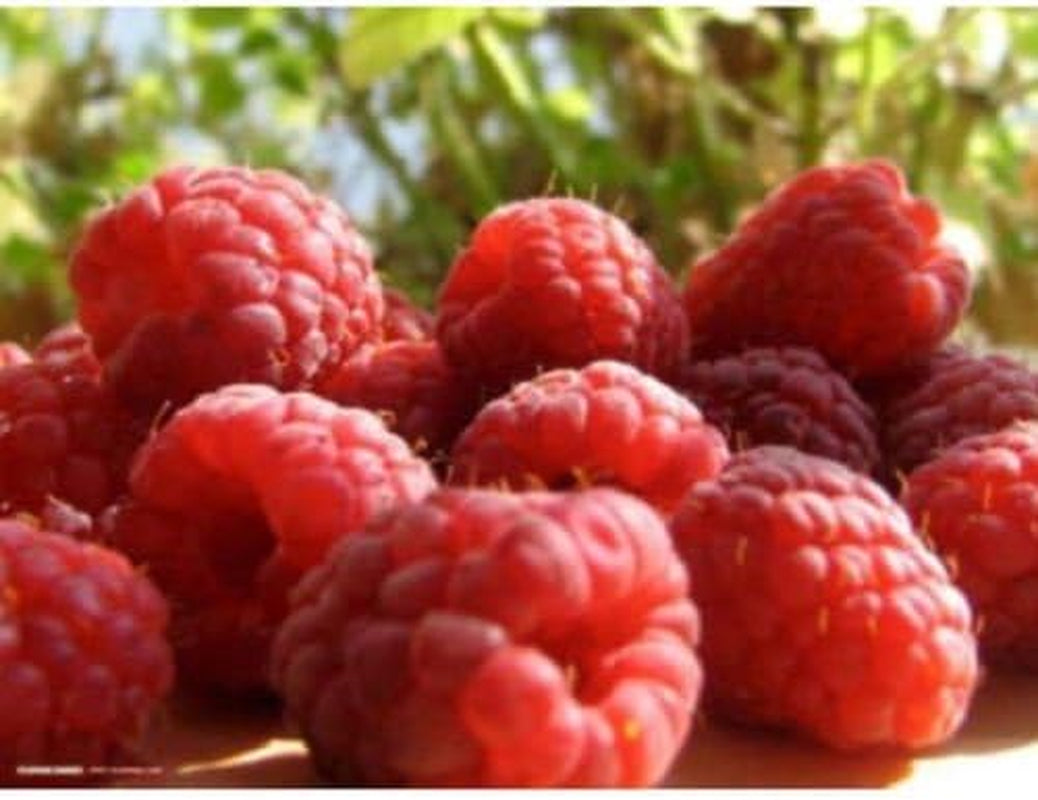 50 Seeds Jumbo RED Raspberry Bush Seeds Rubus Raspberries Sweet Fruit …