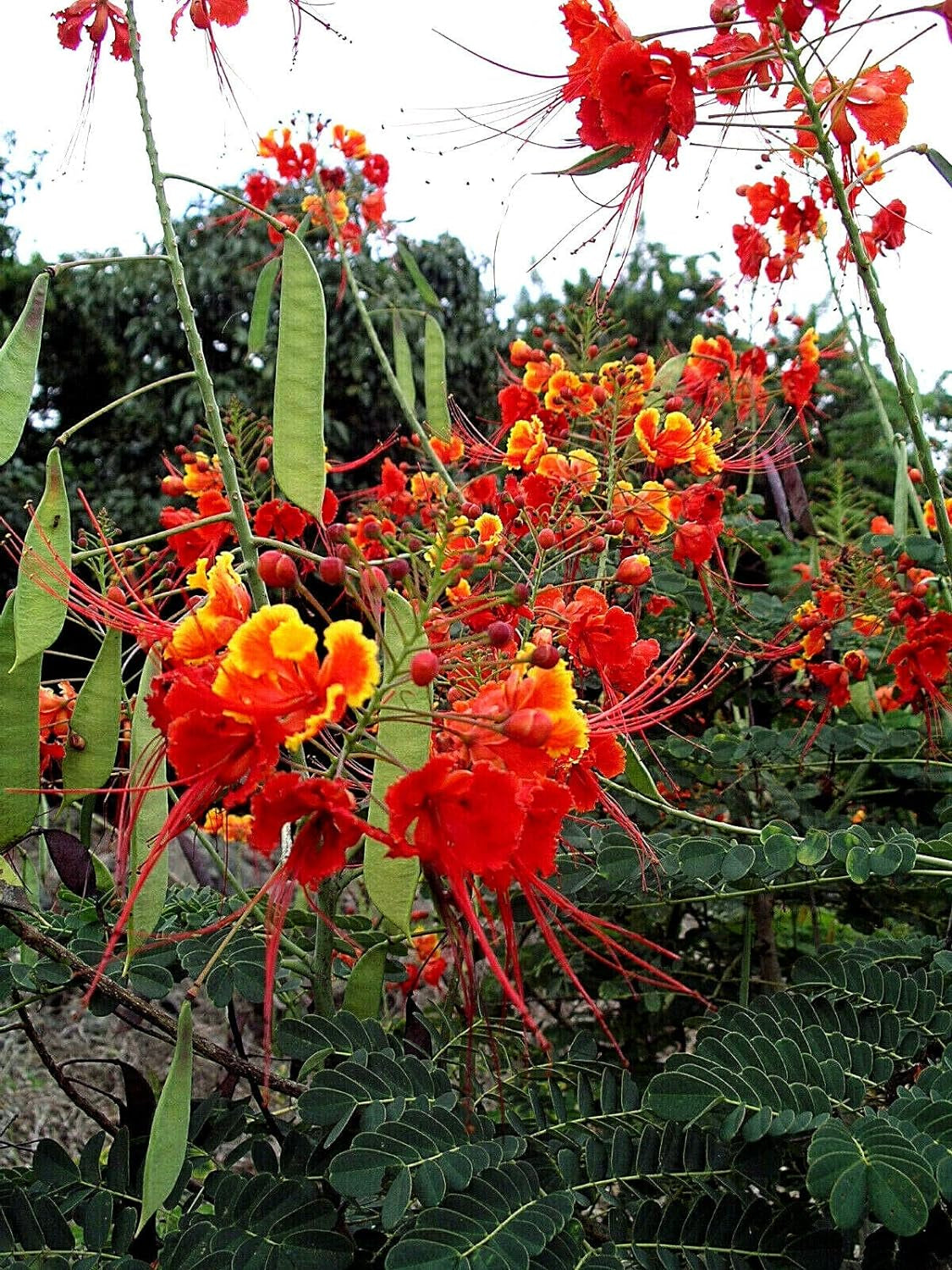 Red Bird of Paradise Caesalpinia Pulcherrima Barbados Peacock Flower Jocad (10 Seeds)