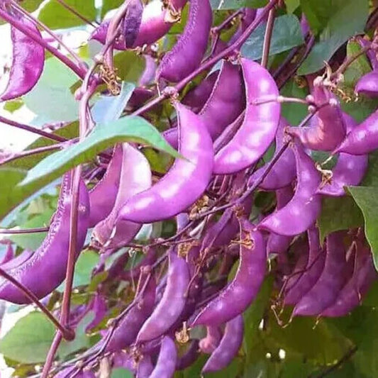 25 Seeds Organic Purple Hyacint Bean Fresh Season Seeds USA - Organic Frsh Seeds Fior Planting - Live Seeds for Home and Garden