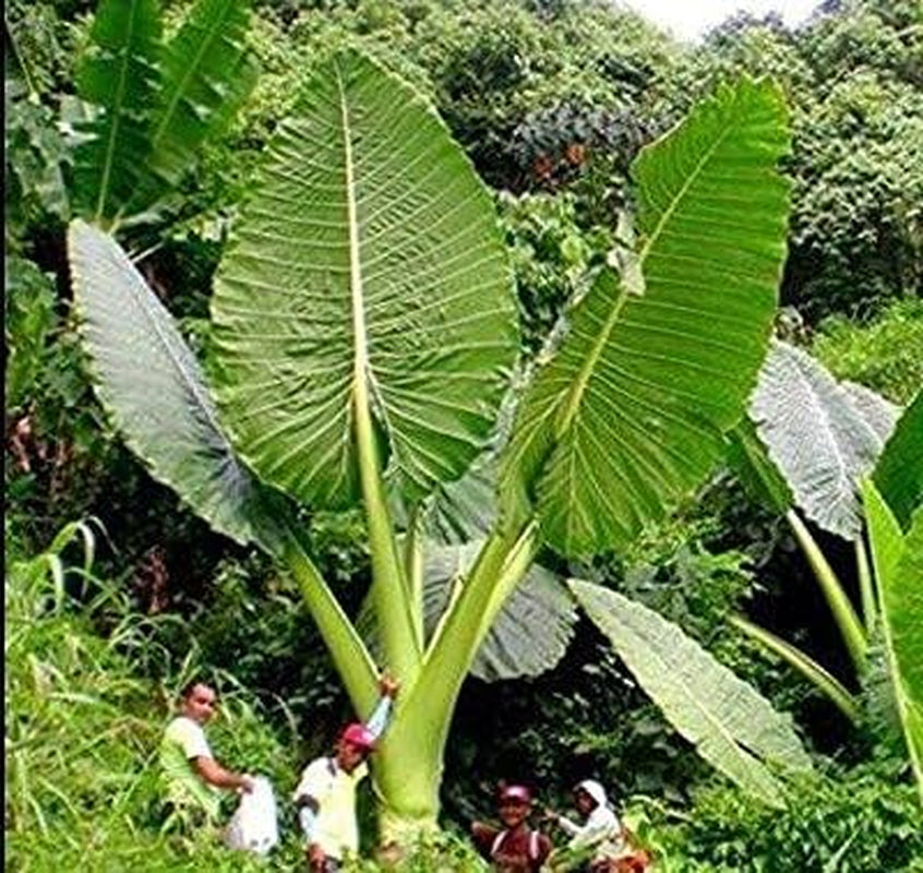 Fresh, Live Gigantea Elephant Ear Bulb, Thailand Colocasia Root