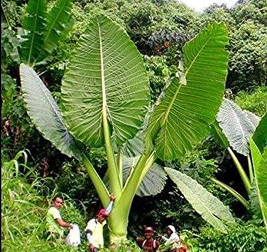 Fresh, Live Gigantea Elephant Ear Bulb, Thailand Colocasia Root