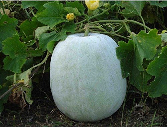 Ash Gourd, White Wax Winter Melon, Benincasa Hispida 10+ Seeds