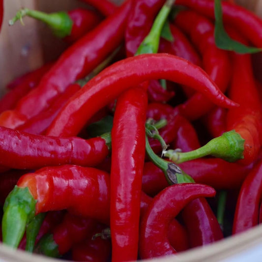 30 Seeds 8 Inch Long Red Thin Hot Pepper Chili Erjintiao Chinese Hot Pepper - Organic Fresh Seeds for Planting - Seeds for Hme and Garden