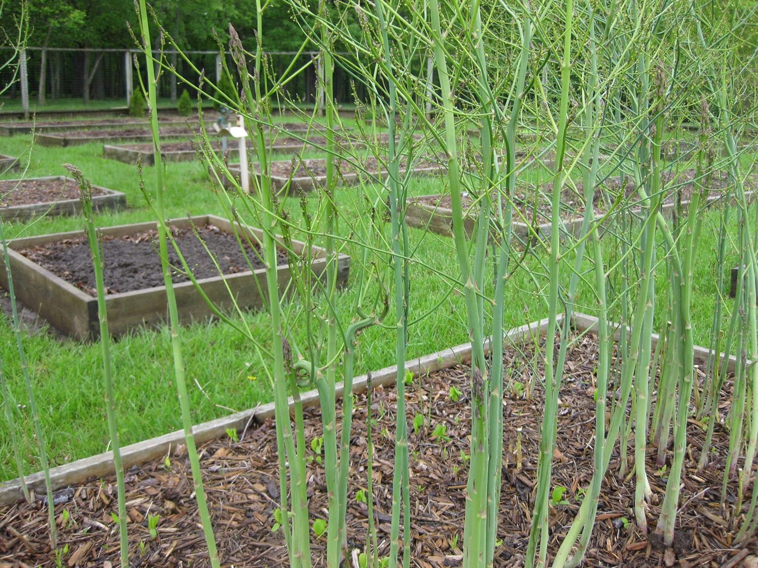 Mary Washington Asparagus 100 Seeds - Organic Heirloom Non GMO Vegetable Seeds, Asparagus Organic Seeds for Planting, Vegetable Seeds for Planting Home Garden