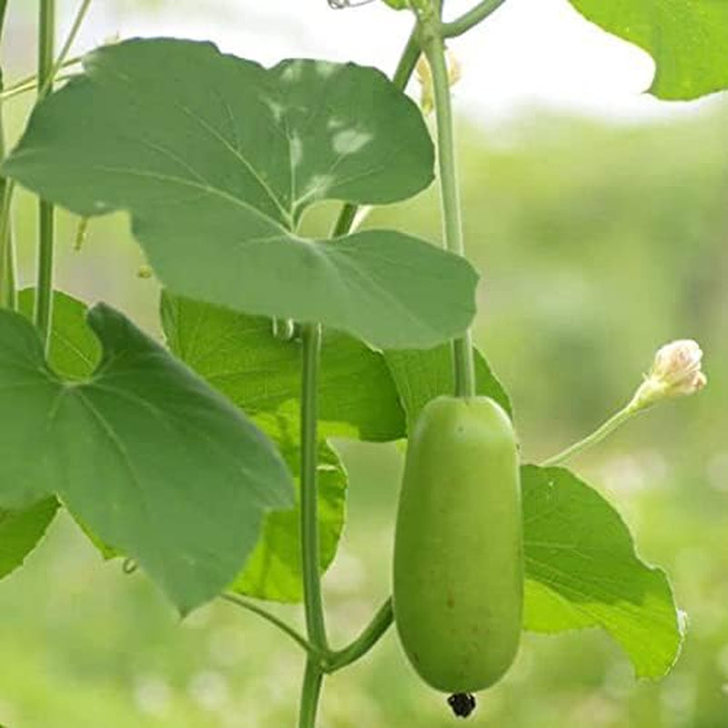 Asian Vegetable Seeds Mottled Bottle Gourd,Calabash,Lagenaria Siceraria,Melon, Bầu Sao(15 Seeds) by