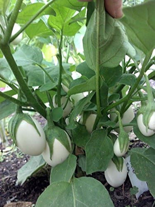 50 Easter Egg Plant Seeds Bright Fruits Look Exactly like Easter Eggs!