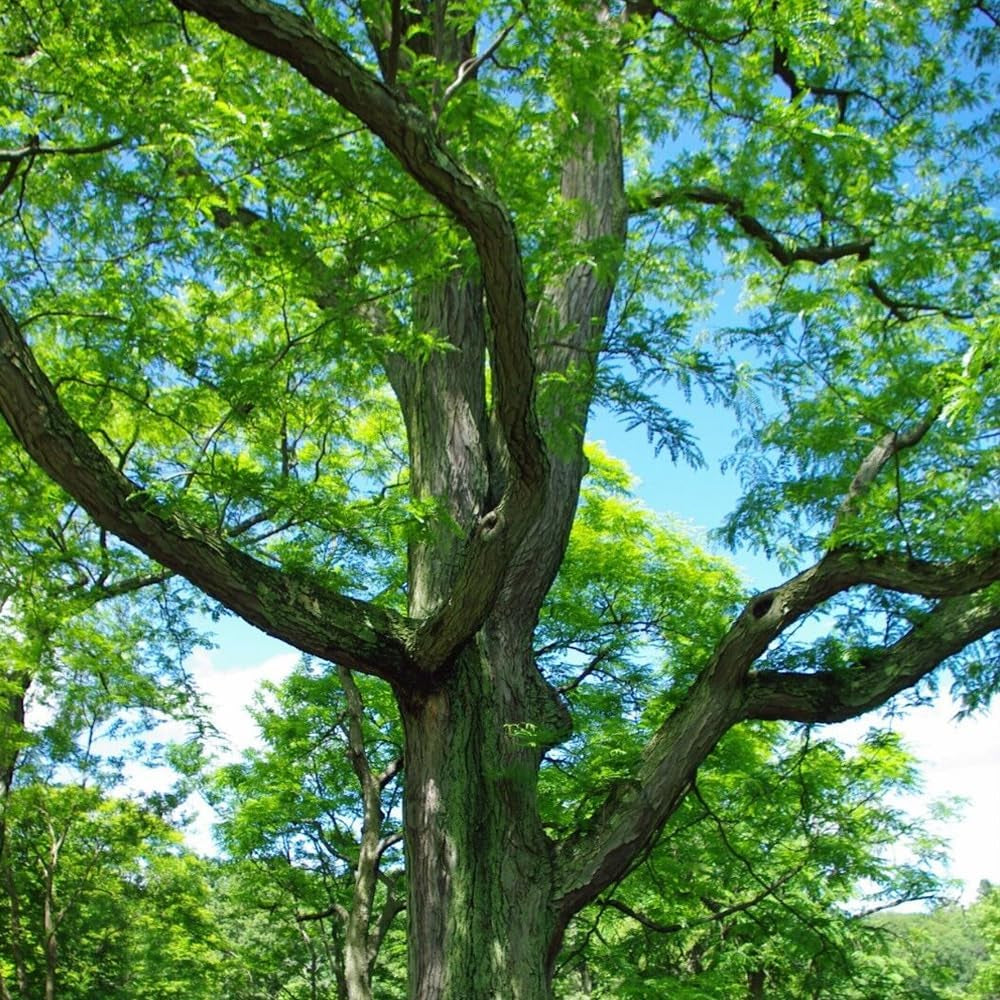 25 Seeds Honey Locust - Organic Fresh Seeds for Planting - Seeds for Home and Garden