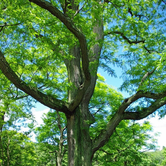 25 Seeds Honey Locust - Organic Fresh Seeds for Planting - Seeds for Home and Garden