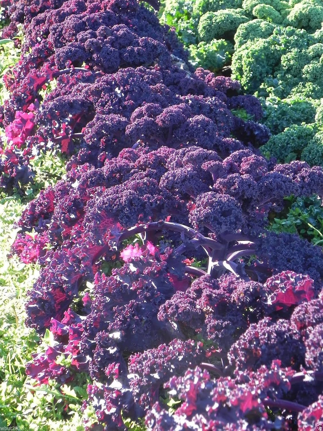 500 Seeds Scarlet Kale Seed - Multi-Purpose, Open-Pollinated Kale.Vegetables, Kale,Scarlet