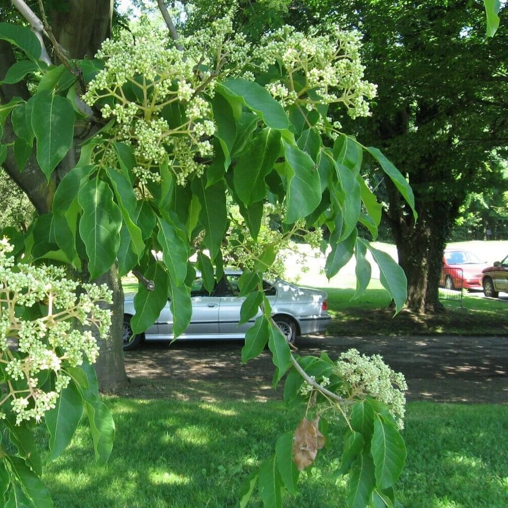 Bee-Bee Tree Seeds - Korea Evodia (Tetradium Daniellii), 50 Seeds - Organic Fresh Tree Seeds for Planting - Bee-Bee Tree Seeds for Home and Garden