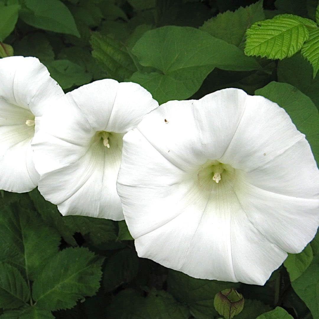 30+ Giant White Moon Vine Seeds ~ Morning Glory "Moonflower" Rare Exotic Seeds