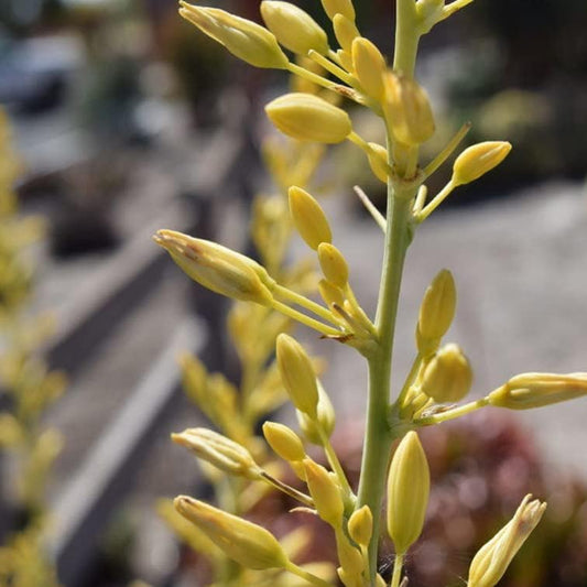 30 Seeds Yellow Flower, Golden Texas Yucca "Rare" Hesperaloe Parviflora Flower Plant for Garden and Home