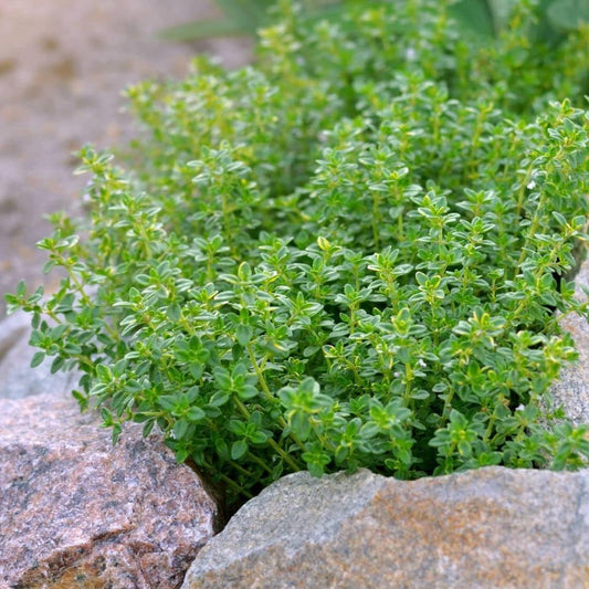 400 Lemon Thyme Seeds Flower Herb Seeds,Impressive Fast Growing