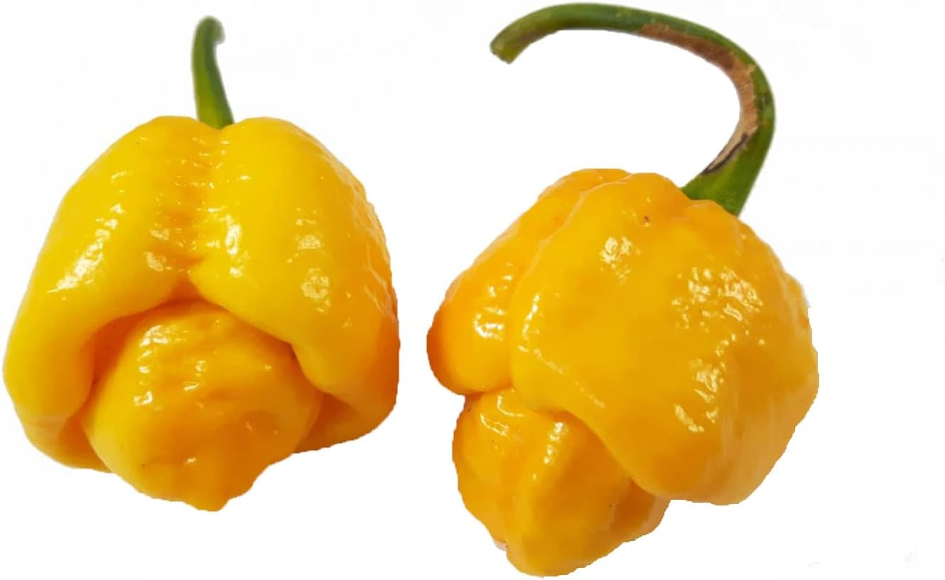 20 Seeds Yellow Trinidad Moruga Scorpion Hottest Chili Pepper EXTREME Rare Chile