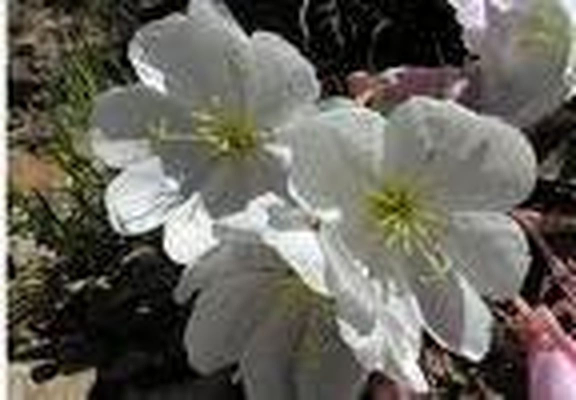 250 WHITE / PALE EVENING PRIMROSE (White Buttercup / Sundrops) Oenothera Pallida Flower Seeds
