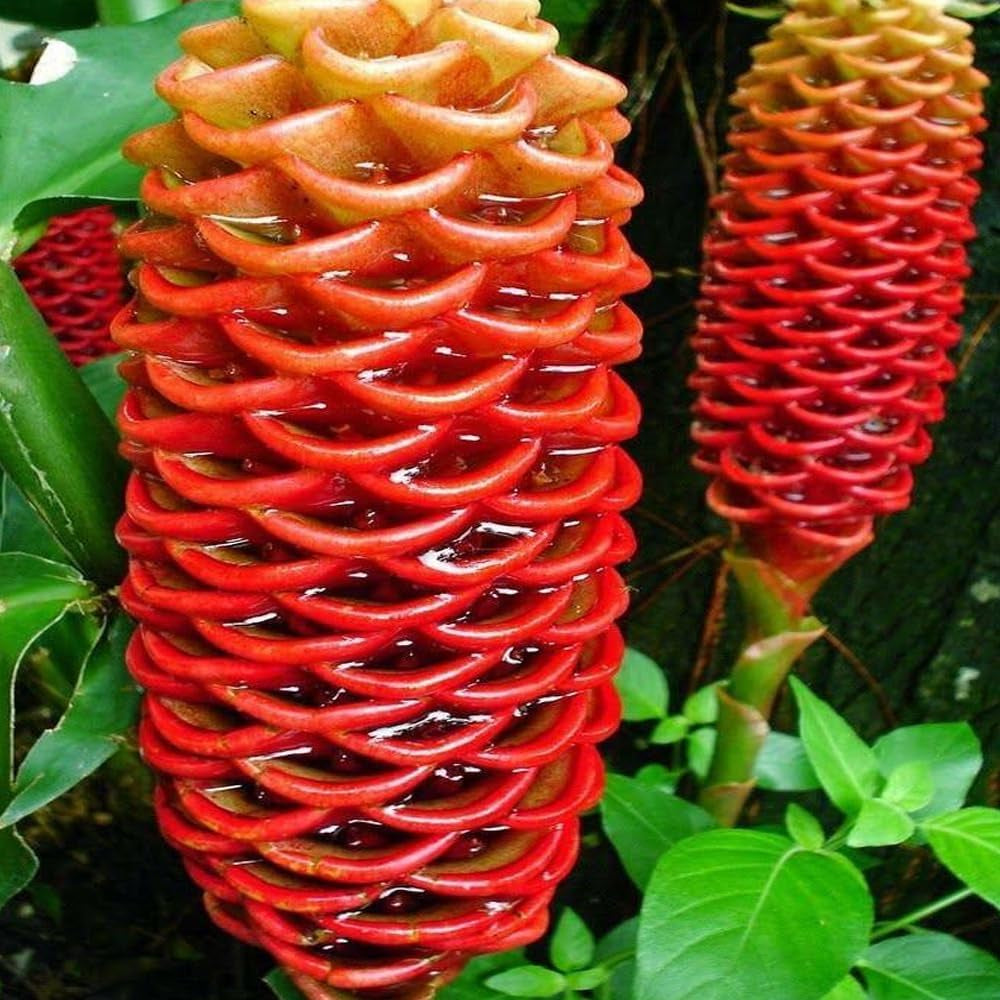 15 Seeds Beehive Ginger Flower Plant Garden Planting 15 Pack Seed - Organic Live Seeds for Planting - Seeds for Home and Garden