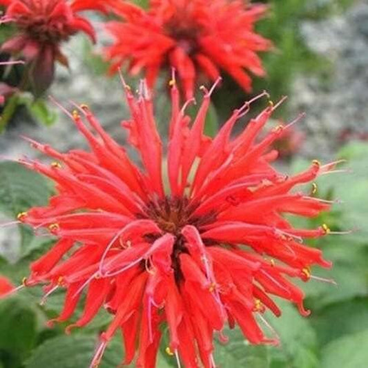 100 Bright Red Bee Balm Seeds