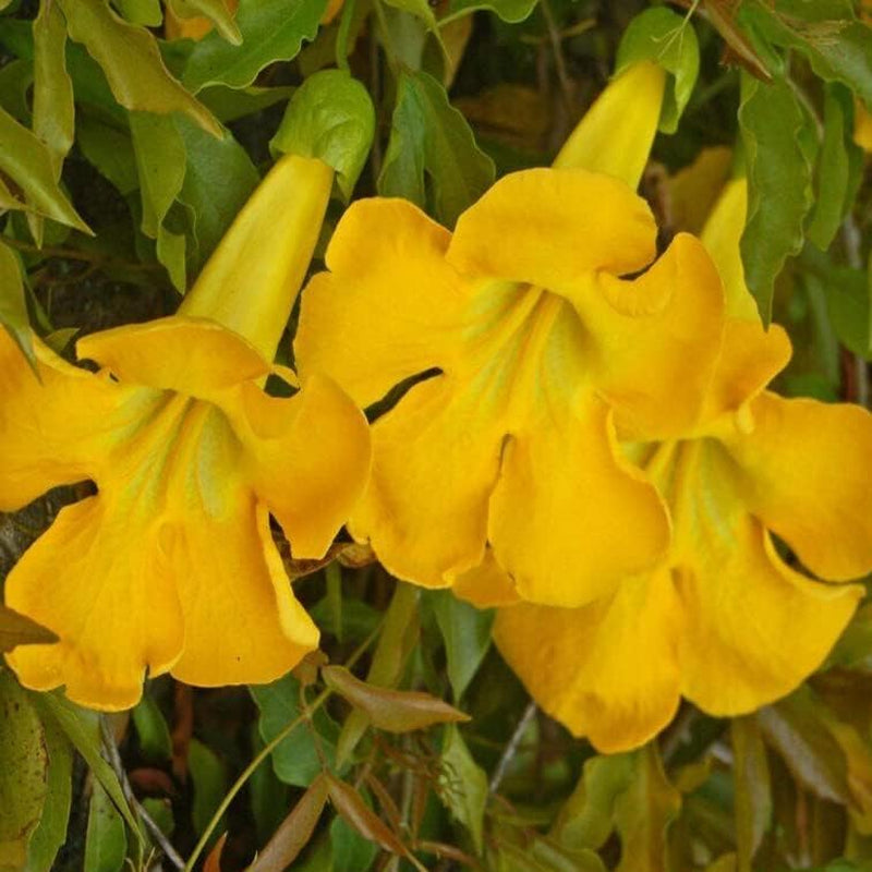 20 Seeds Cat'S Claw Creeper Dolichandra Unguis-Cati - Flowers 20 Seeds - Fresh Harvest 2022 Seeds for Garden and Home