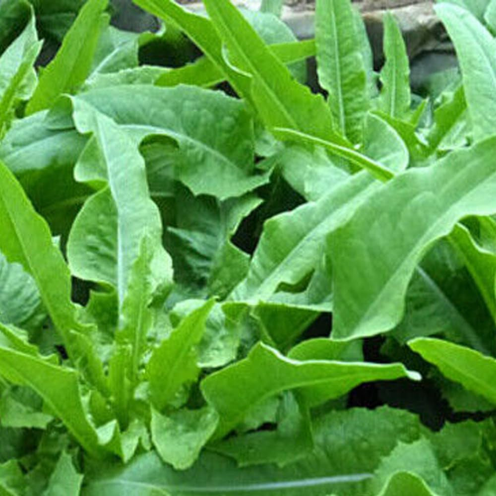 200 Seeds Chinese Leaf Lettuce Sword Pointed Lettuce a Choy Yu Mai Tsai - Organic Fresh Seeds for Planting - Seeds for Home and Garden
