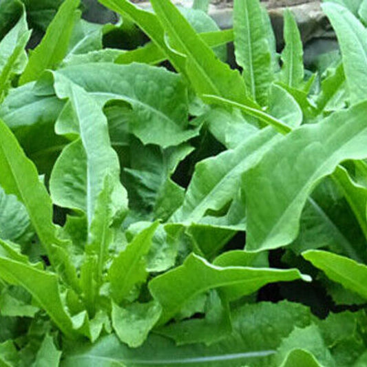 200 Seeds Chinese Leaf Lettuce Sword Pointed Lettuce a Choy Yu Mai Tsai - Organic Fresh Seeds for Planting - Seeds for Home and Garden