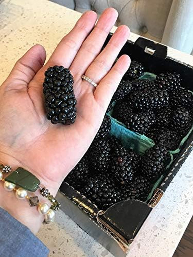 Giant Thornless Blackberry 315 Seeds - Triple Crown Blackberry Fruit Seeds, Blackberry Bush Non GMO Seeds, Wild Grow Unique Seeds, Blackberry Seeds for Planting